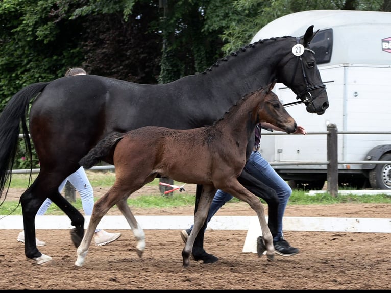 Hanoverian Mare Foal (03/2024) Bay-Dark in Stemwede