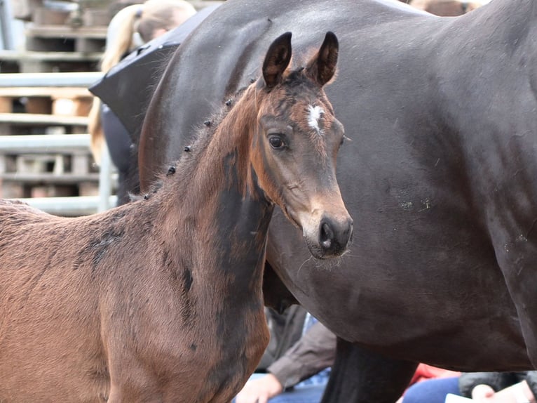 Hanoverian Mare Foal (03/2024) Bay-Dark in Stemwede