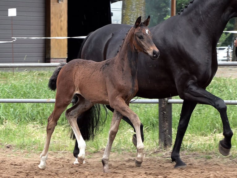 Hanoverian Mare Foal (03/2024) Bay-Dark in Stemwede