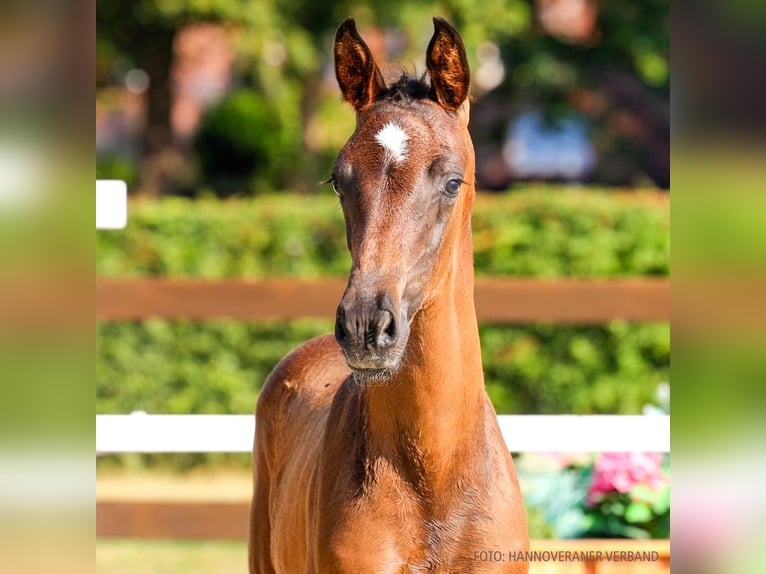 Hanoverian Mare Foal (06/2026) Bay-Dark in Verden