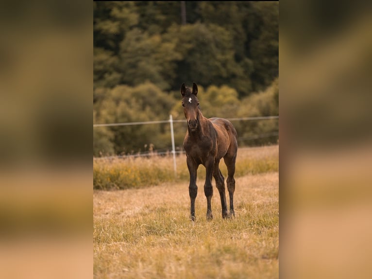 Hanoverian Mare Foal (02/2025) Bay-Dark in Villmar-Aumenau