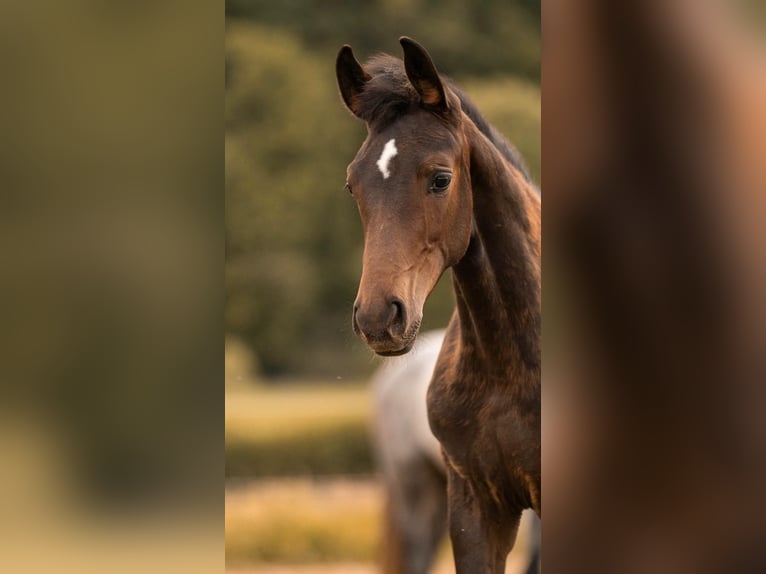 Hanoverian Mare Foal (02/2025) Bay-Dark in Villmar-Aumenau