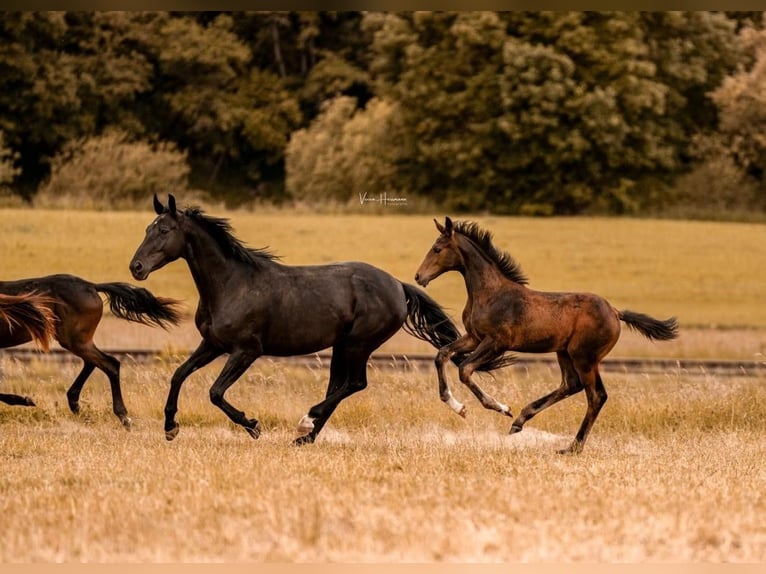 Hanoverian Mare Foal (02/2025) Bay-Dark in Villmar-Aumenau