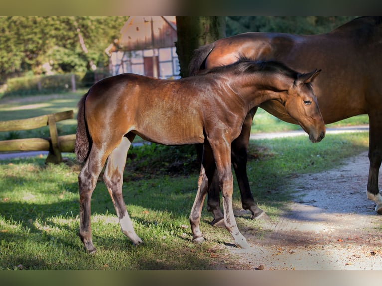 Hanoverian Mare Foal (06/2024) Bay-Dark in Walsrode