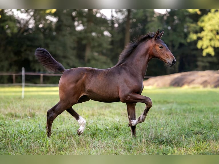 Hanoverian Mare Foal (06/2024) Bay-Dark in Walsrode