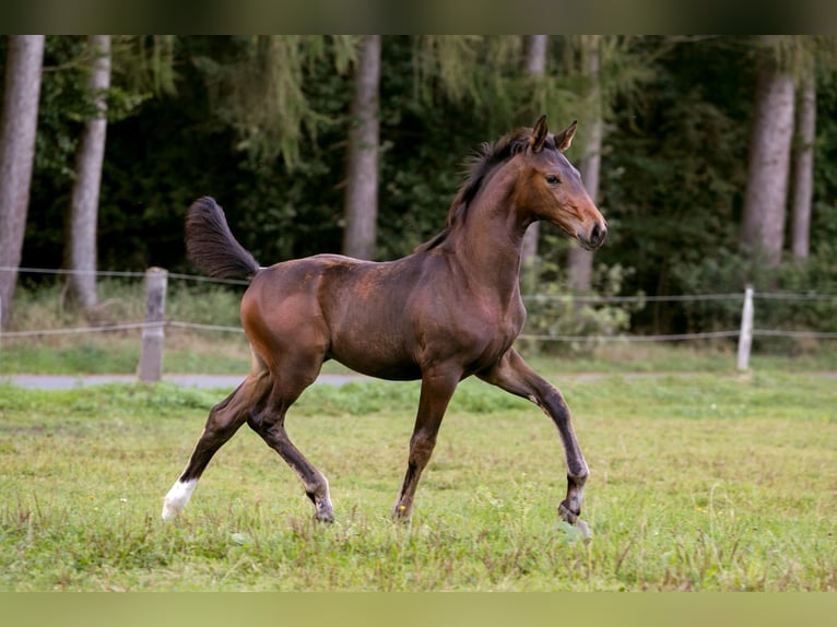 Hanoverian Mare Foal (06/2024) Bay-Dark in Walsrode