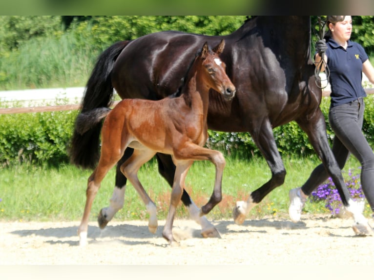 Hanoverian Mare  Bay-Dark in Wingst