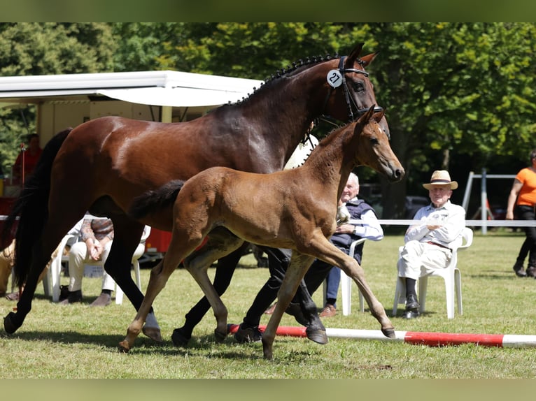 Hanoverian Mare Foal (04/2024) Bay-Dark in Aulosen