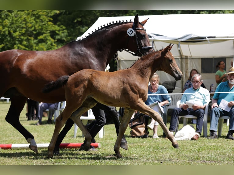 Hanoverian Mare Foal (04/2024) Bay-Dark in Aulosen