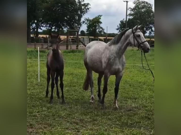 Hanoverian Mare Foal (02/2024) Bay-Dark in Warmsen