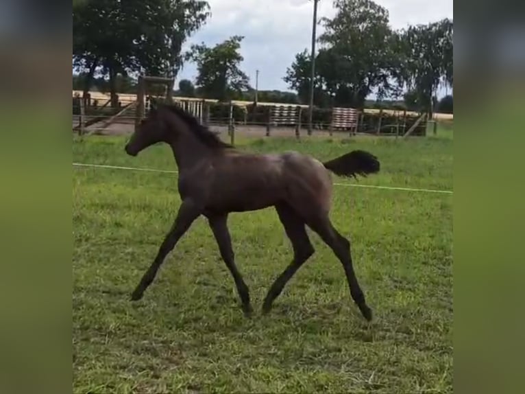 Hanoverian Mare Foal (02/2024) Bay-Dark in Warmsen