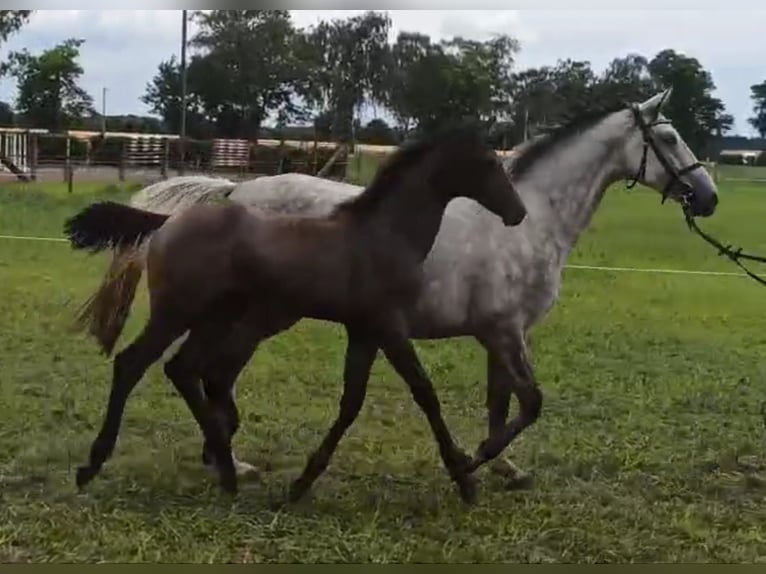 Hanoverian Mare Foal (02/2024) Bay-Dark in Warmsen