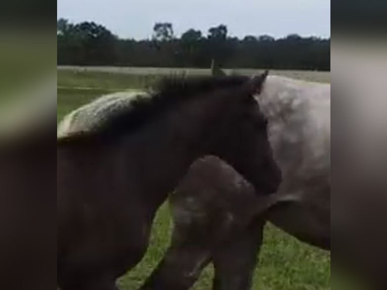 Hanoverian Mare Foal (02/2024) Bay-Dark in Warmsen