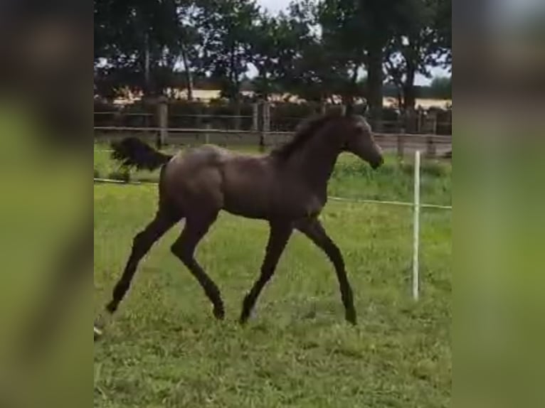 Hanoverian Mare Foal (02/2024) Bay-Dark in Warmsen