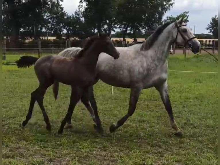 Hanoverian Mare Foal (02/2024) Bay-Dark in Warmsen