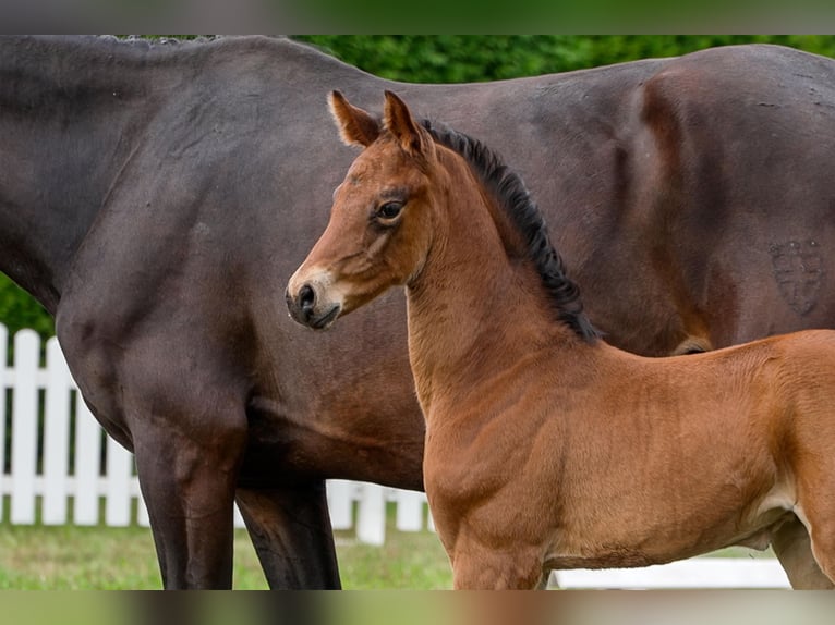 Hanoverian Mare  Bay-Dark in Celle