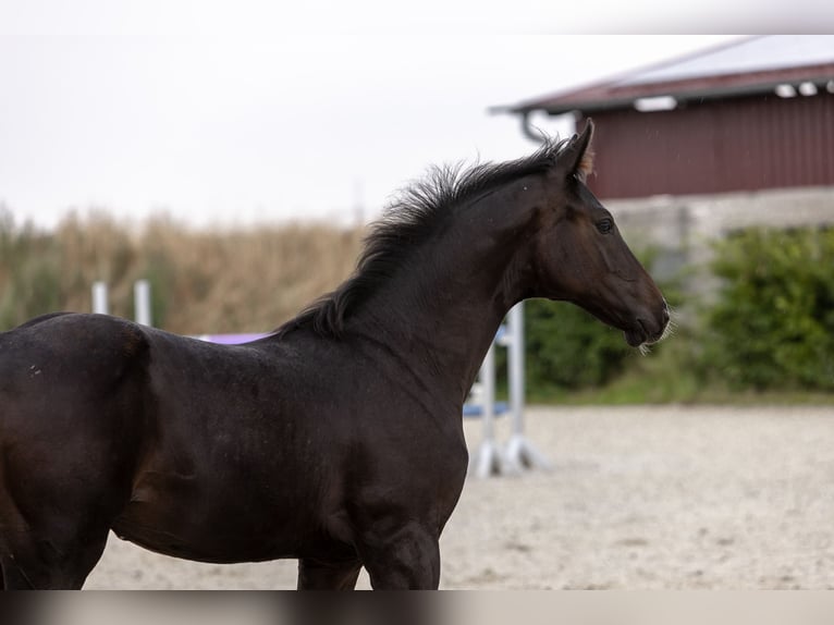 Hanoverian Mare Foal (05/2026) Bay-Dark in Ermslebenermsleben
