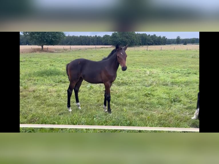 Hanoverian Mare Foal (05/2025) Bay-Dark in Langwedel