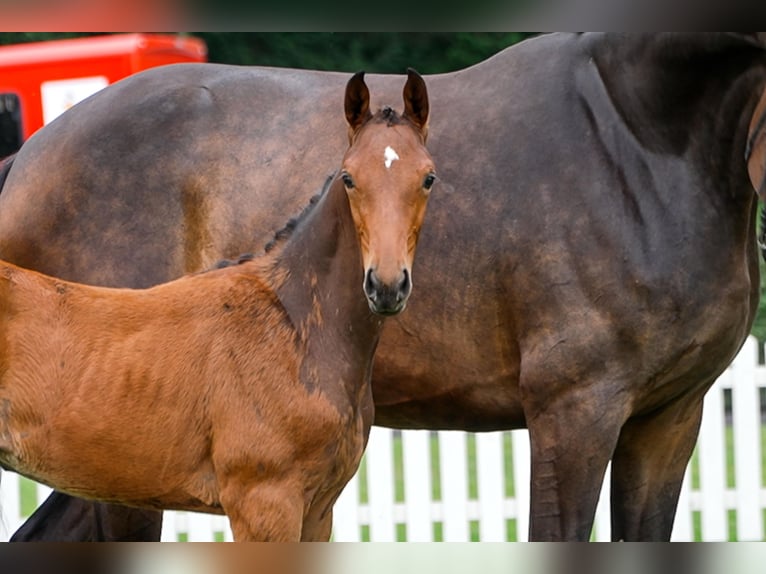 Hanoverian Mare  Bay-Dark in Celle