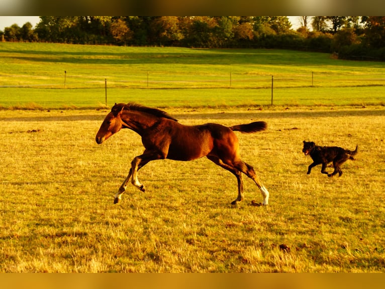Hanoverian Mare Foal (06/2026) Bay-Dark in Königslutter am Elm