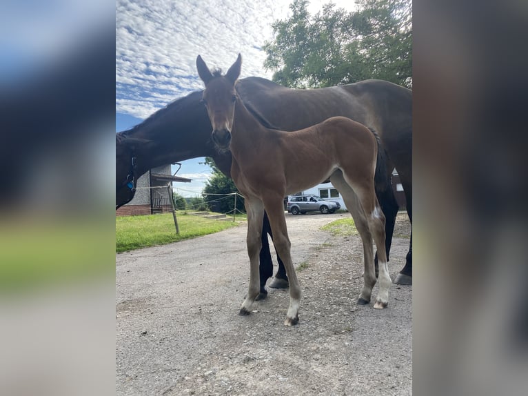 Hanoverian Mare Foal (06/2026) Bay-Dark in Königslutter am Elm
