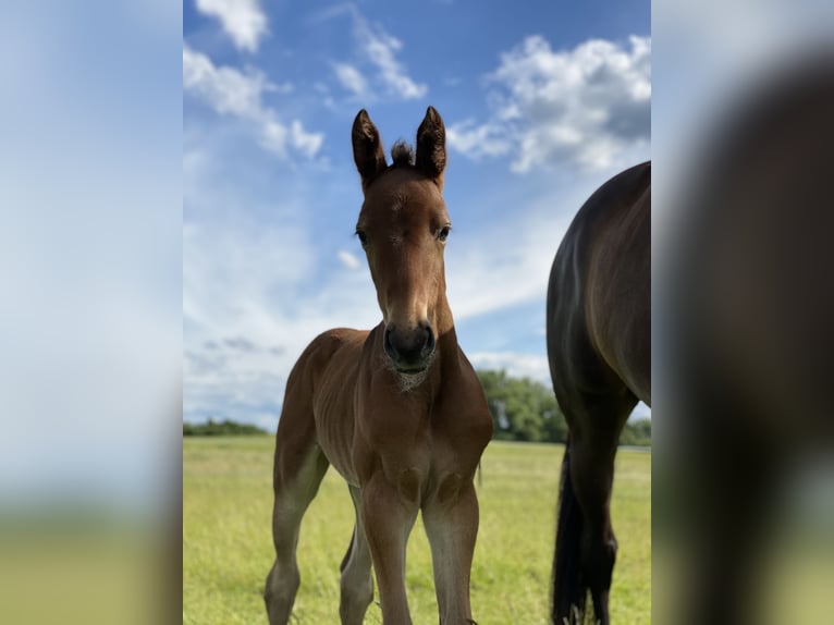 Hanoverian Mare Foal (06/2026) Bay-Dark in Königslutter am Elm