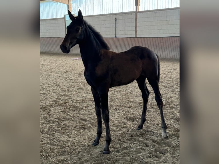 Hanoverian Mare Foal (04/2024) Bay-Dark in Niddatal