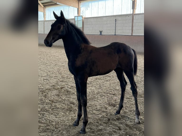 Hanoverian Mare Foal (04/2024) Bay-Dark in Niddatal