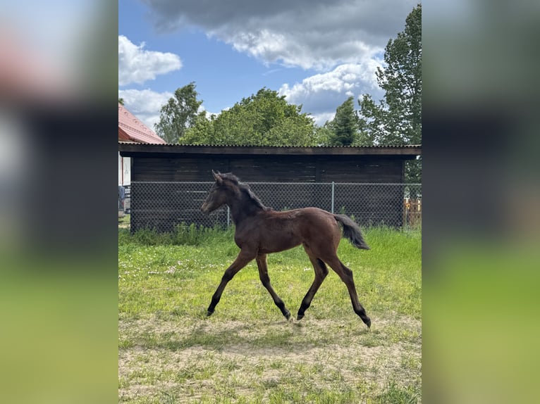 Hanoverian Mare Foal (01/2025) Bay in Jedwabno