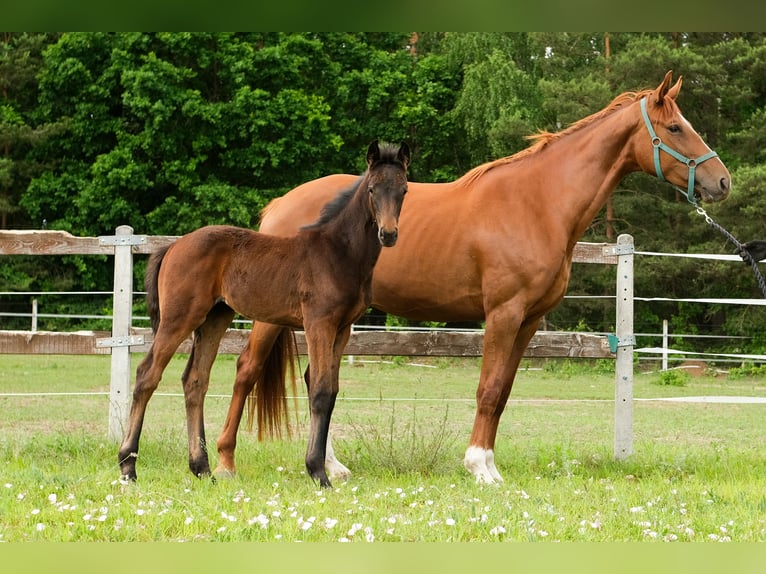 Hanoverian Mare Foal (01/2025) Bay in Jedwabno