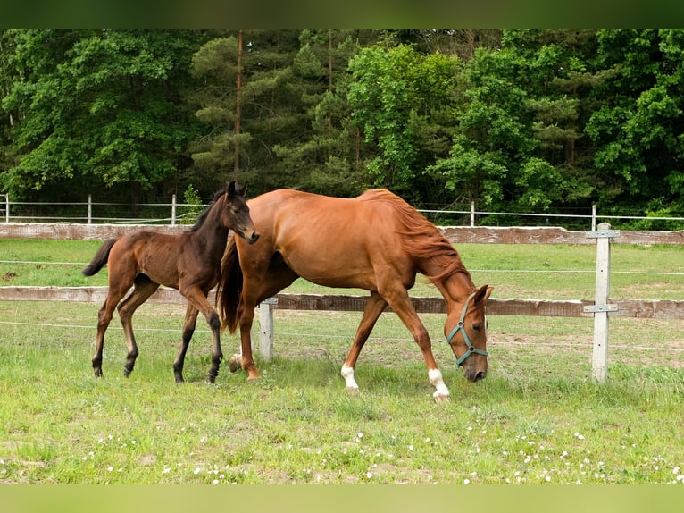 Hanoverian Mare Foal (01/2025) Bay in Jedwabno