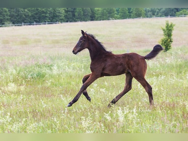 Hanoverian Mare Foal (01/2025) Bay in Jedwabno