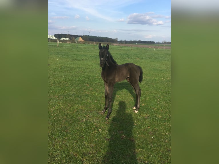 Hanoverian Mare  Black in Ahlerstedt