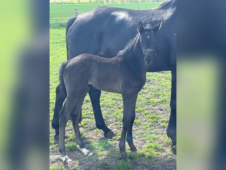 Hanoverian Mare  Black in Ahlerstedt