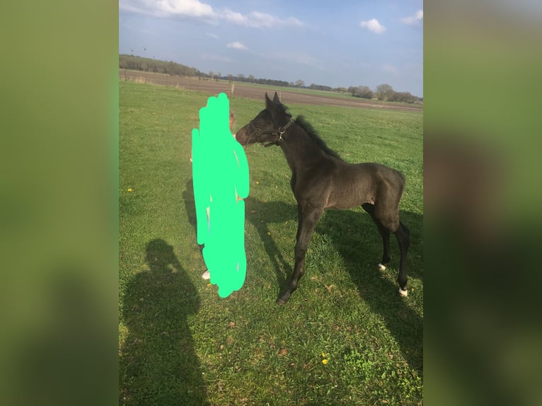 Hanoverian Mare  Black in Ahlerstedt