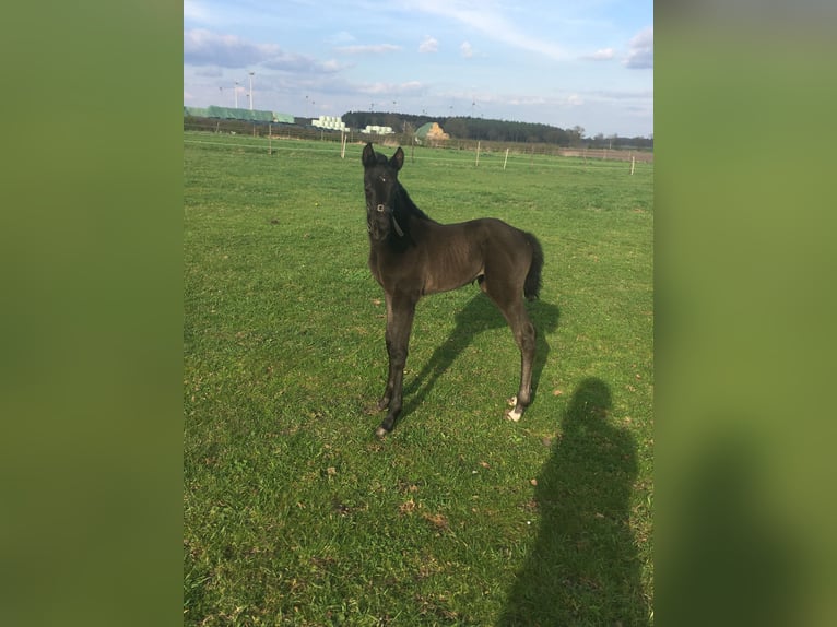 Hanoverian Mare  Black in Ahlerstedt