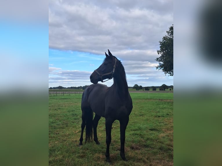 Hanoverian Mare  Black in Ahlerstedt