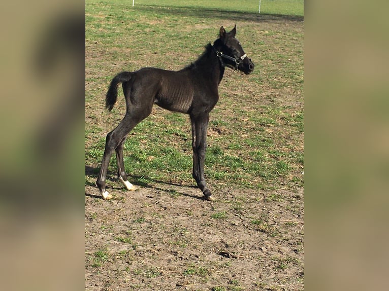 Hanoverian Mare  Black in Ahlerstedt