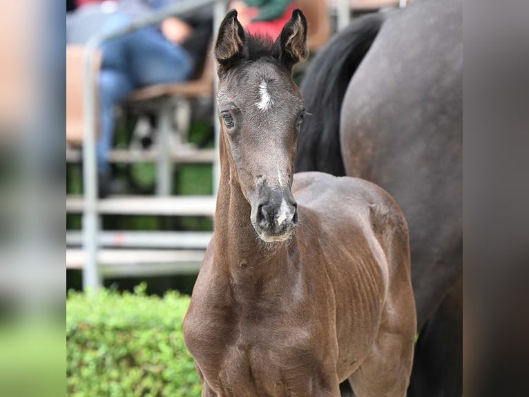 Hanoverian Mare Foal (06/2024) Black in Bad Bevensen