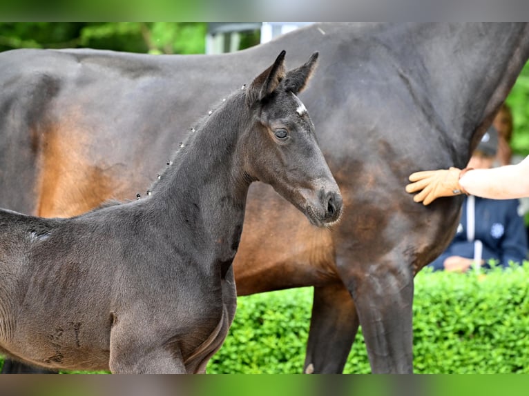 Hanoverian Mare  Black in Bad Bevensen