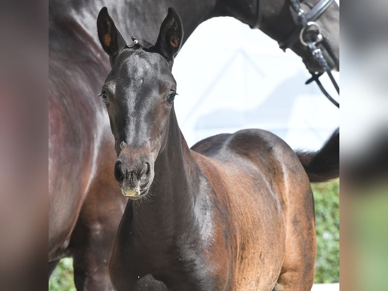 Hanoverian Mare Foal (05/2024) Black in Bad Bevensen