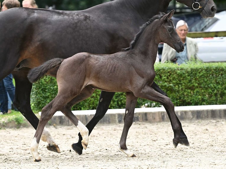 Hanoverian Mare Foal (06/2024) Black in Bad Bevensen