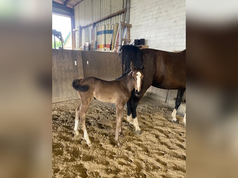 Hanoverian Mare Foal (06/2025) Black in Barum