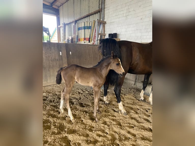 Hanoverian Mare Foal (06/2025) Black in Barum