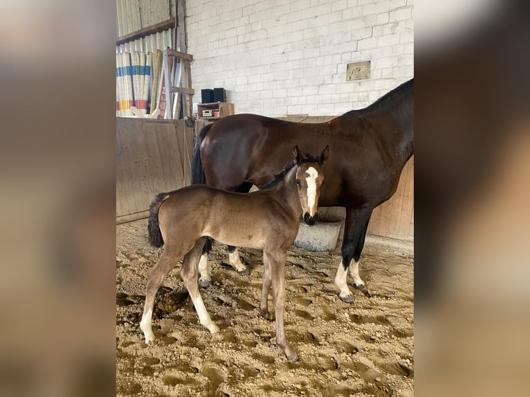 Hanoverian Mare Foal (06/2025) Black in Barum