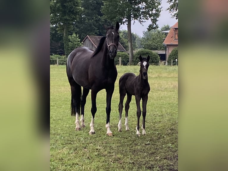 Hanoverian Mare Foal (06/2025) Black in Bergen