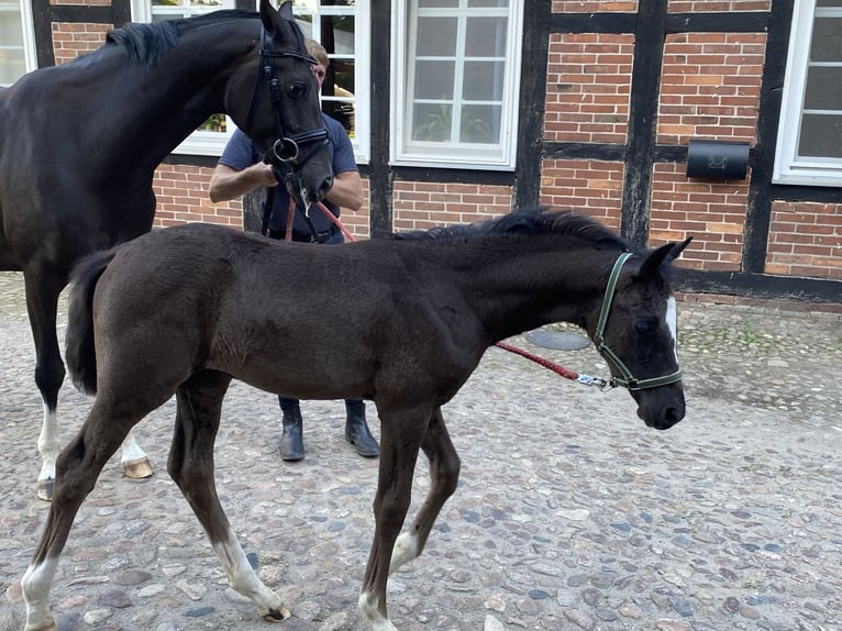 Hanoverian Mare Foal (06/2025) Black in Bergen