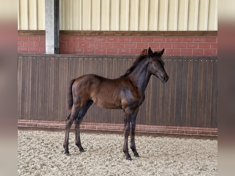 Hanoverian Mare Foal (04/2026) Black in Handrup