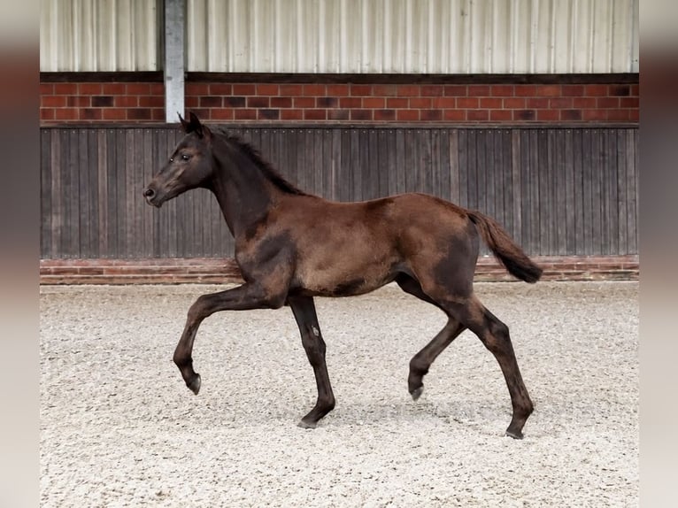 Hanoverian Mare Foal (04/2026) Black in Handrup