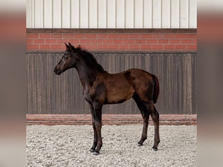 Hanoverian Mare Foal (04/2026) Black in Handrup